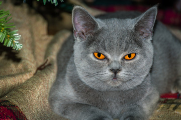 British Shorthair BGFreya Fantasy Avalon BSHa Blue