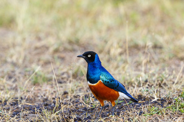 Superb starling on the African savannah