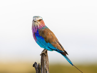 African Lilac-breasted roller looking towards the camera