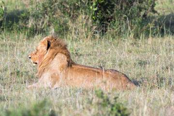 Large Lejonhane lying in the grass on the savannah