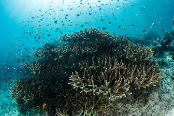 Fototapeta na wymiar Reef Fish and Corals in Raja Ampat