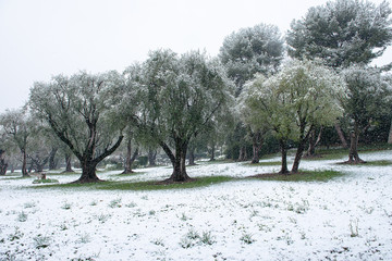 oliviers sous la neige a cagnes sur mer © philippe