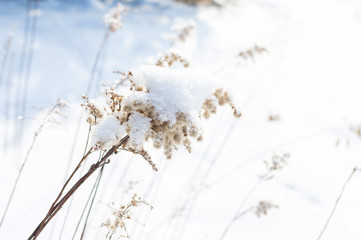frozen twig in the snow