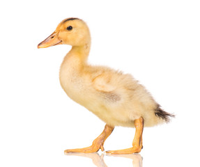 Cute little yellow newborn duckling isolated on white background. Newly hatched duckling on a chicken farm.