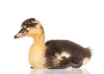 Cute little black newborn duckling isolated on white background. Newly hatched duckling on a chicken farm.