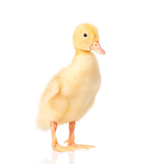 Cute little yellow newborn duckling isolated on white background. Newly hatched duckling on a chicken farm.