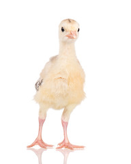 Cute little newborn chicken turkey, isolated on white background. One young nice big bird.