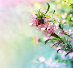 Spring blooming pink flowers on a tree branch. Spring blossom background.