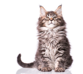 Maine Coon kitten 2 months old. Cat isolated on white background. Portrait of beautiful domestic kitty.