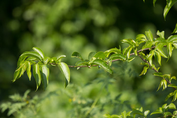  Green leaf of Fried Egg Tree
