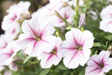 White-Pink petal, Common Purslane, Verdolaga, Pigweed, Little Hogweed.Pusley.