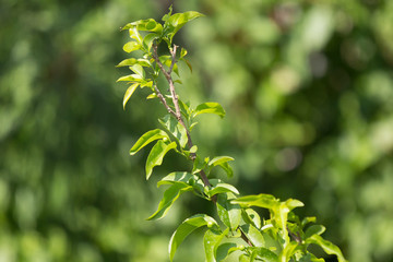  Green leaf of Fried Egg Tree