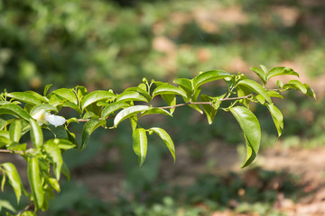  Green leaf of Fried Egg Tree