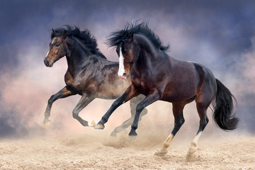 Fototapeta na wymiar Horses run free in desert