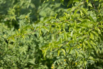  Green leaf of Fried Egg Tree