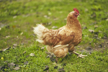 Naklejka na ściany i meble Free Range Chicken in a Field (gallus gallus domesticus)
