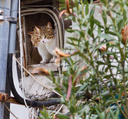 Two cats looking out of a derelict house window