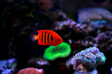 Flame Angelfish (Centropyge loricula) 