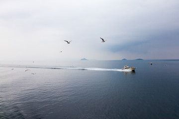 Sea gulls flying over the sea along a yacht