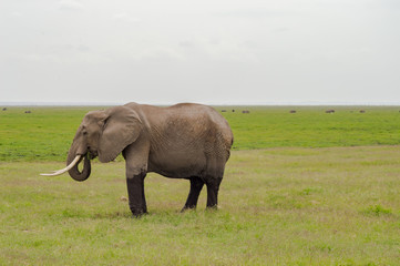 Naklejka na ściany i meble Elephant half immersed in the marshes of Amboseli Park in Kenya