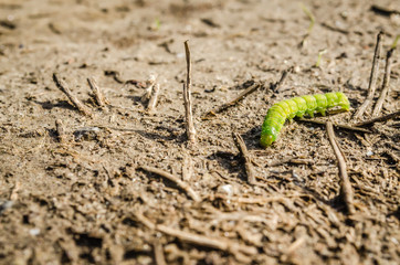 Caterpillars in their natural environment - close up