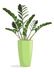 Indoor  flowering plant in a pot. Zamiokulkas. Popularly called a dollar tree.