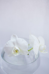 Obraz na płótnie Canvas white flower orchid