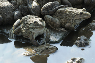 Frog farming of agriculturist in Thailand, Asia.
