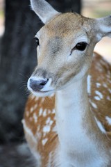 Spotted deer
