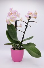 Pink orchid in a pink flowerpot on white background