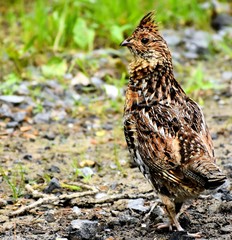 Ruffled grouse
