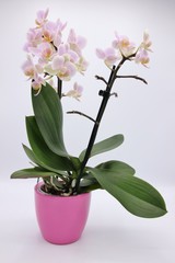 Fototapeta na wymiar Pink orchid in a pink flowerpot on white background
