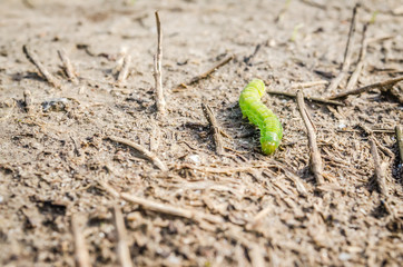 Caterpillars in their natural environment - close up