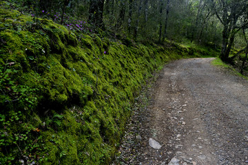 Strada nel bosco di Monte Tamara