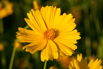 Beautiful Yellow thickseed flower of asia