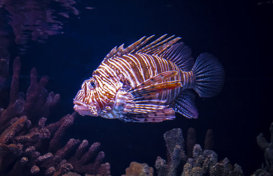 beautiful fish Lionfish, she is a lion fish, lives in the Red Sea