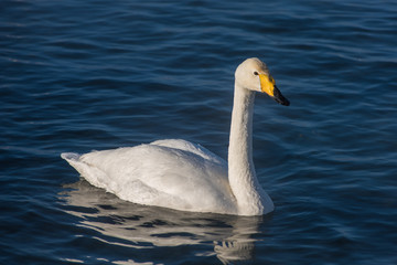 Beautiful white whooping swans swimming in the nonfreezing winter lake. The place of wintering of swans, Altay, Siberia, Russia.