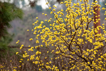 Cornus mas yellow flowers blossom in seoul 