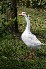 White goose walk on green grass background