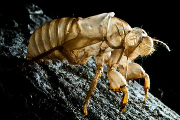 cicale