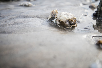 Offene Pazifische Auster mit Schnecken Perle im Wattenmeer bei Wilhelmshaven