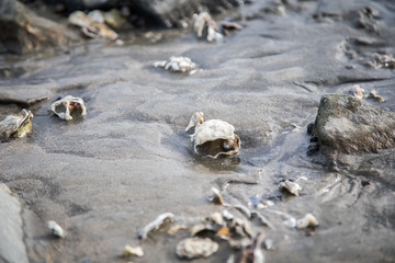 Offene Pazifische Auster mit Schnecke im Nordsee Wattenmeer