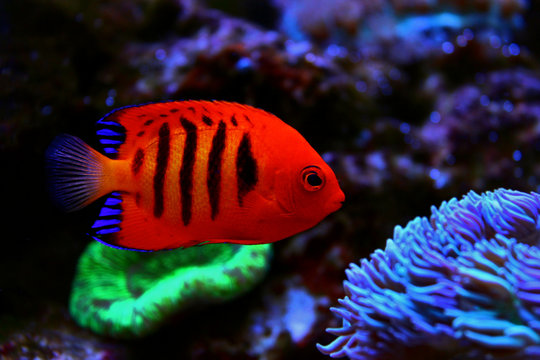Fototapeta Flame Angelfish (Centropyge loricula) 