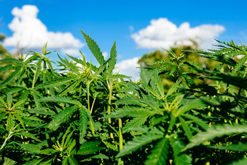 Wild agricultural hemp grows in the countryside