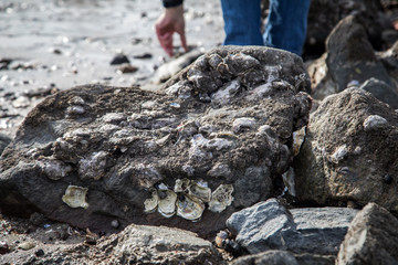 Frau sammelt bei Austernsafari wilde Pazifische Austern und Miesmuscheln © Christin Klose