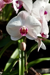 Beautiful sound of Orchids flower 