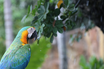 Blue and Yellow Macaw.