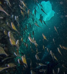 Fototapeta na wymiar Gozo unter Wasser, Tauchen, Höhle