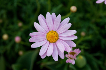 Korean daisy on a field