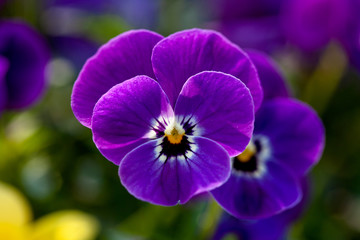 Purple viola flowers background